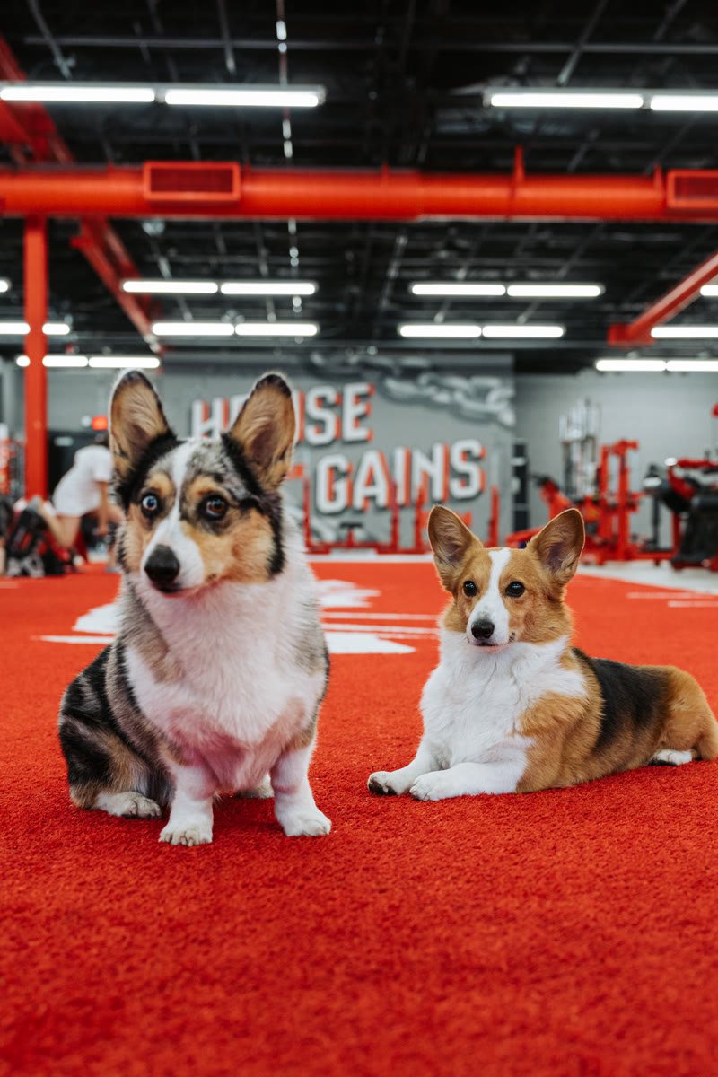 The two House of Gains corgis posing on the red turf